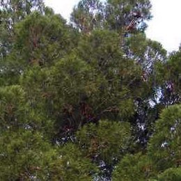 フランス海岸松（ターペンタイン）/Terebenthine/Pinus pinaster