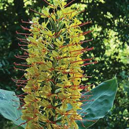 ワイルドジンジャーリリー/Wild Ginger Lily/Hedychium Spicatum