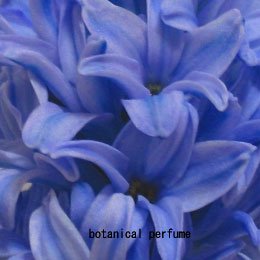 ヒヤシンスco2 Hyacinthus Orientalis 香りの専門会社 Air Of Fragrance