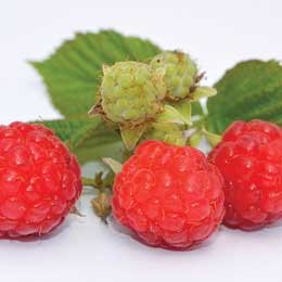 フランボワーズ・ラズベリー種子油/Raspberry seeds/Rubus idaeus