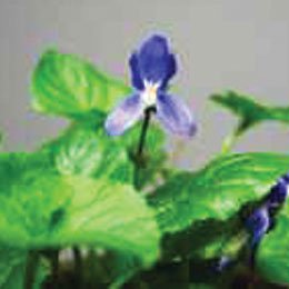 バイオレットリーフハイドロラット/Violet Leaf/Viola odorata
