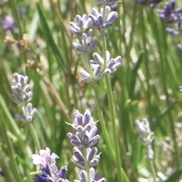 ブルガリアbioラベンダーハイドロラット Lavender Lavandula Angustifolia Air Of Fragrance