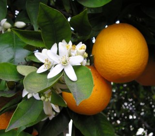 冷圧搾スイートオレンジ(ブラジル)/Sweet orange/Citrus sinensis