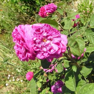 ローズABS/Rose ABS/Rose centifolia