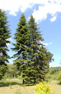 シベリアパインCO2/Wild Pine SiberianCO2/Abies sibirica