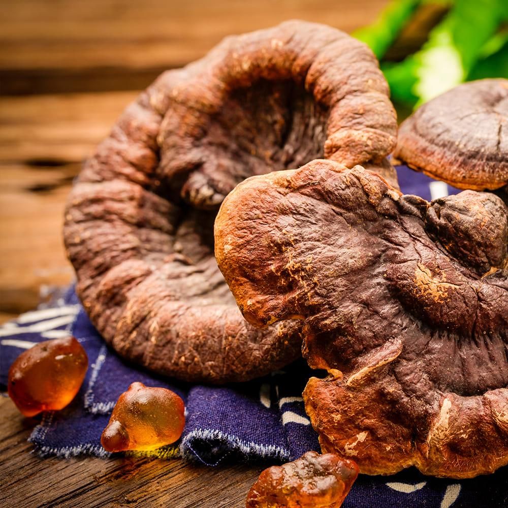 霊芝　薬膳 赤霊芝スライス | 健康食品 - 高品質薬膳総合ブランド癒雅膳食