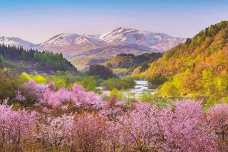 春茜 月山と大山桜