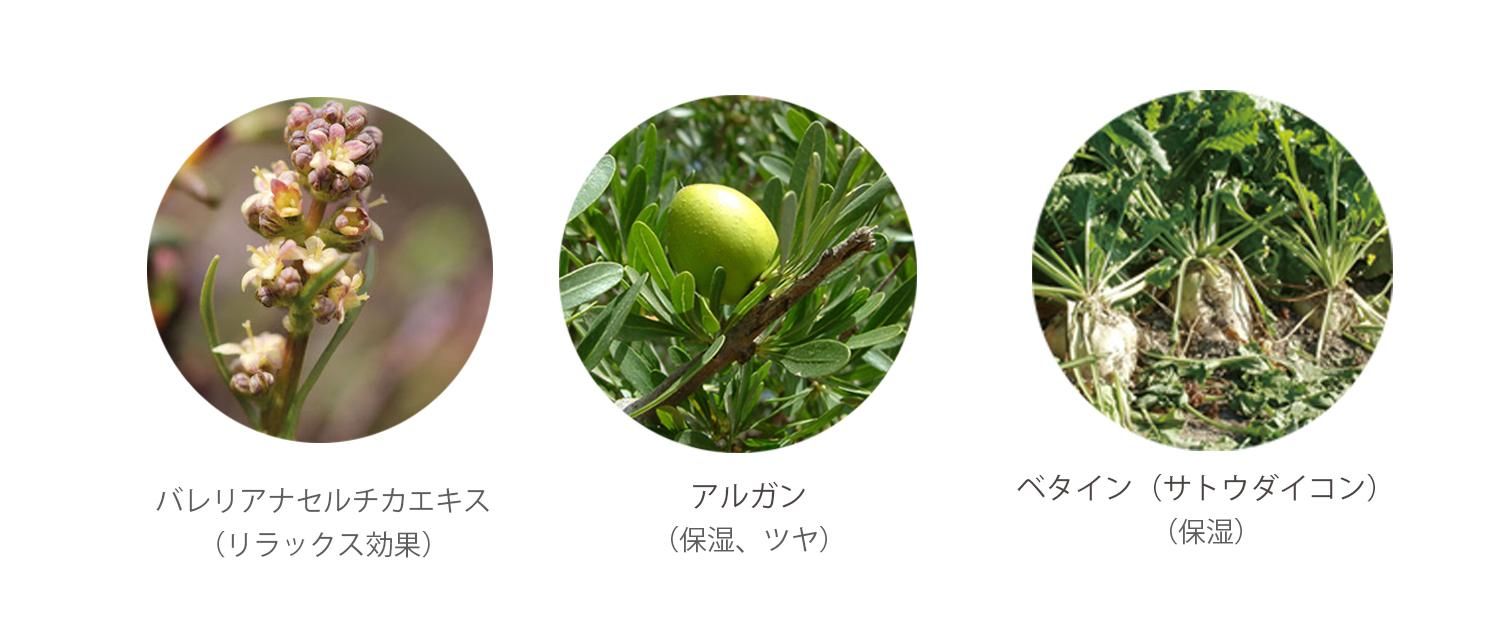 ʬ