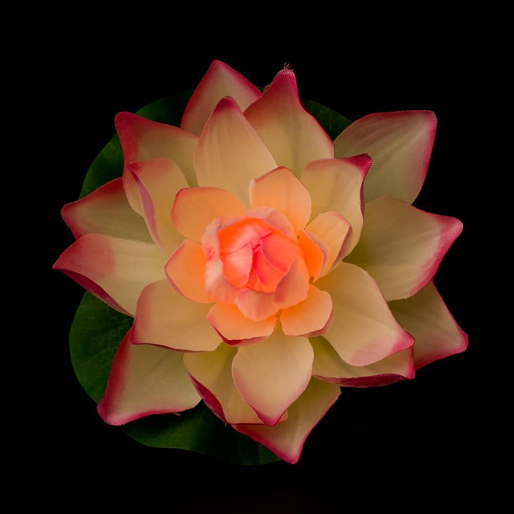 ハワイアンキルト　ヌサドゥアのロータス　蓮の花 Amazon.co.jp: ハワイアンキルト ヌサドゥアのロータス 蓮の花