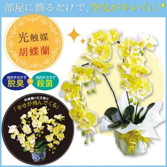 磁器の鉢に入った胡蝶蘭（光触媒）金運の黄色 - Eclea(イークレア)　|　あなたの暮らしを幸せにする雑貨のお店。