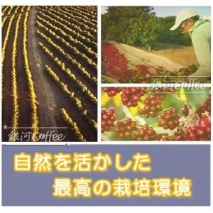 生豆 パイナップルハニー ブラジル 銀河コーヒー