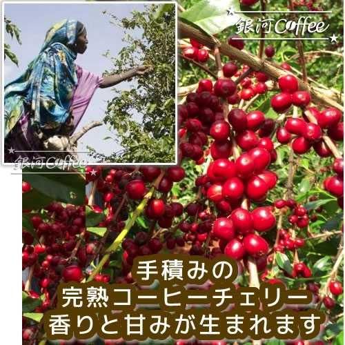 凛*様 【コーヒー生豆格安】モカ イリガチェフ チェルベサG-1