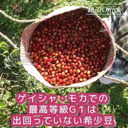 水出しコーヒー ゲイシャ モカ オーガニック 華やかなジャスミン