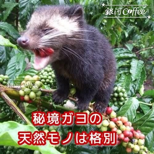 コピ・ルアック ジャコウネコの体内で発酵 オーガニック 銀河 コピ・ルアック ジャコウネコの体内で発酵 オーガニック 銀河