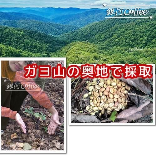 コピ・ルアック ジャコウネコの体内で発酵 オーガニック 銀河 コピ・ルアック ジャコウネコの体内で発酵 オーガニック 銀河