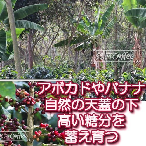 ラ・プラデーラ デカフェ オーガニック 銀河コーヒー ラ・プラデーラ デカフェ オーガニック 銀河コーヒー