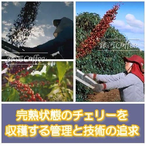 生豆 パイナップルハニー ブラジル 銀河コーヒー