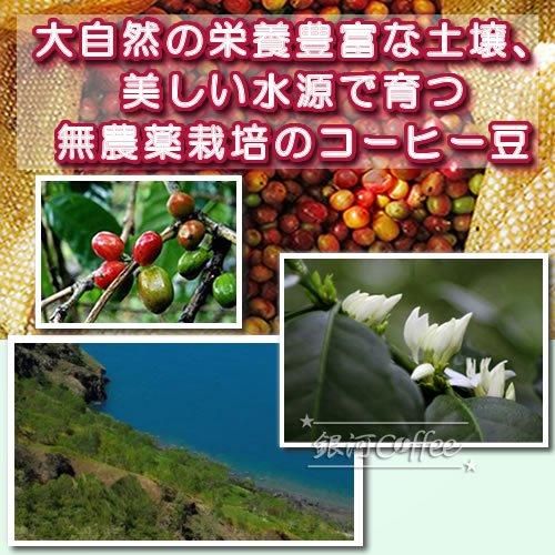 生豆 セイントマウンテン 聖なる山の恵み 銀河コーヒー