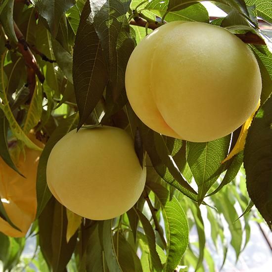 超特級 光センサー厳選】清水白桃 9～10玉 約3キロ - 岡山白桃工房（桃