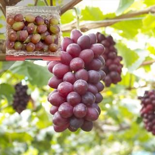 ڤѡۻ 1˼ ѥå 0.75