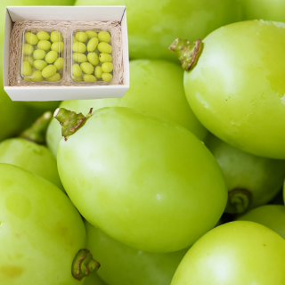 ڤѡۥ㥤ޥå ѥå 1.5