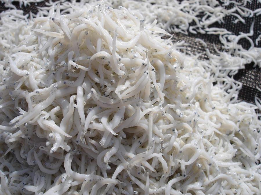 ご贈答に！！しらすのオンパレードセット - しらす和歌山本脇・紀州釜