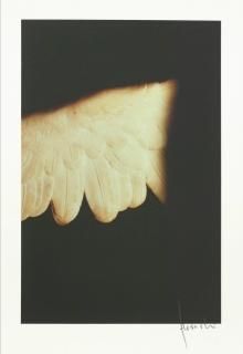 fragment /  l'aile de l'amour  