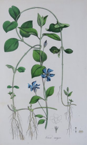 「Vinca major」（額装込） - sur-murs Art