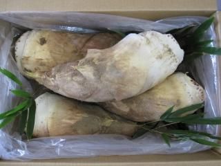 京都大枝田原農園 / 白子筍販売