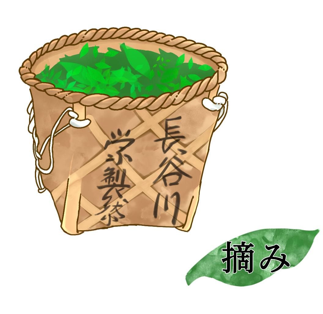 茶摘み