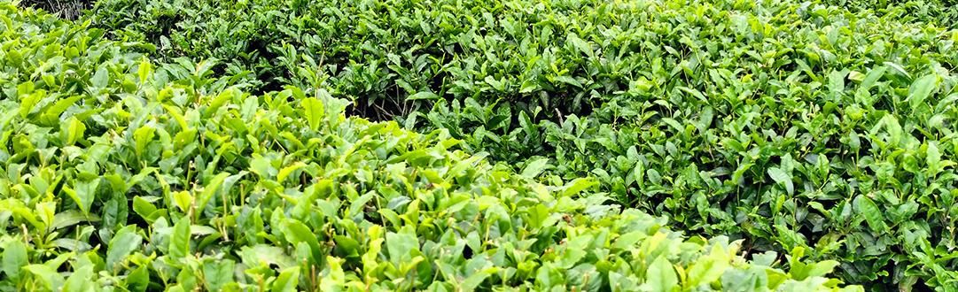 抹茶の価格予想