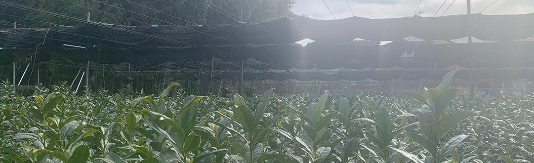 冬の茶園