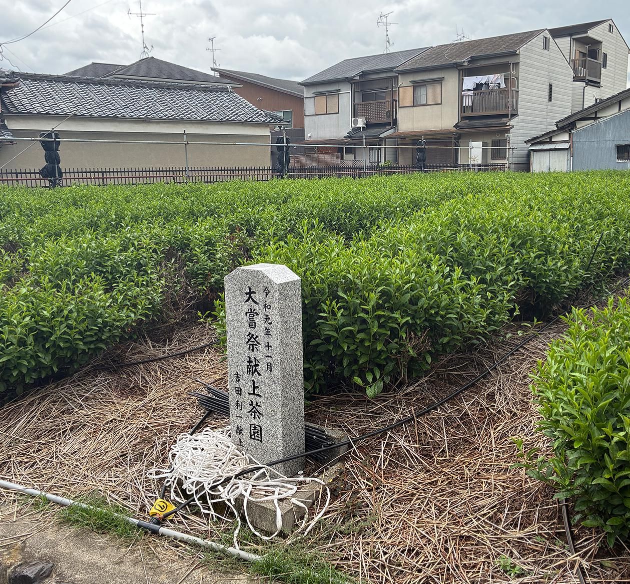 本簾覆い下(ほんずおおいした)栽培