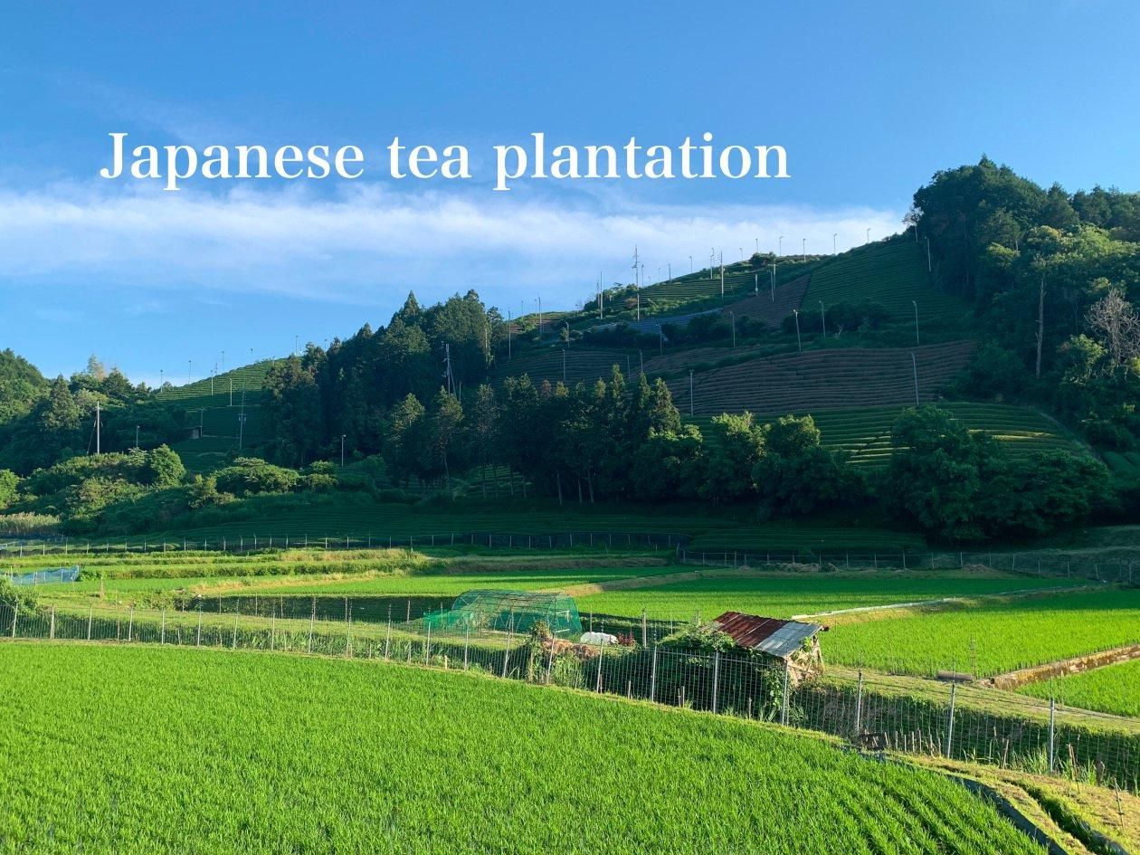 抹茶|上林春松本店|後昔濃茶 - 京都アンテナショップ 丸竹夷