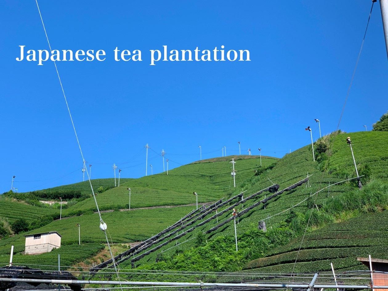 上林春松本店抹茶|濃茶用 嘉辰の昔- 京都アンテナショップ 丸竹夷