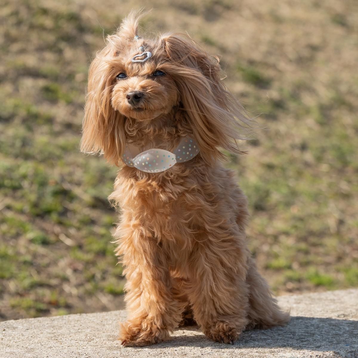 SUO 18°ICE for dogs CANDY／SUO ※メーカー在庫確認必要商品｜わん子ん