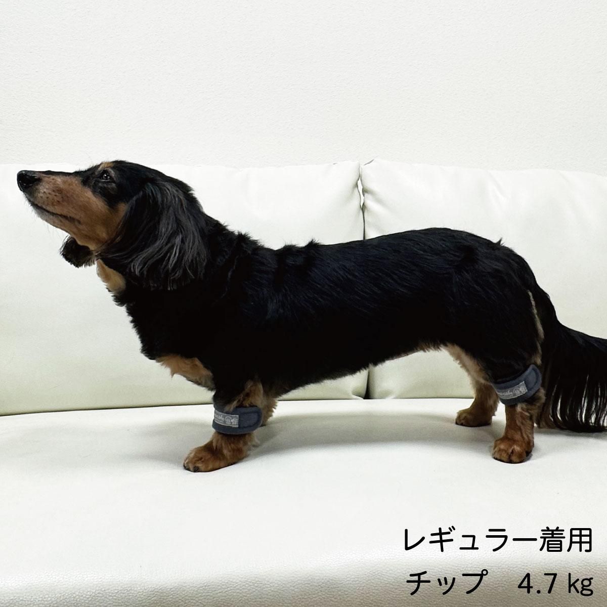 ひまカフェ×STEP EQT ワンダフルテラヘルツ ワンちゃん用アンクル