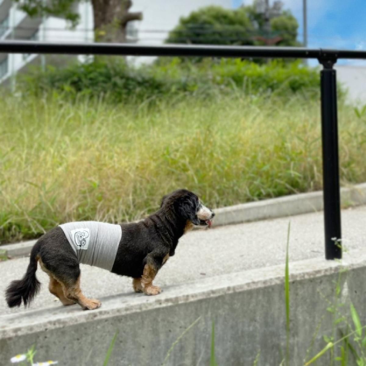 犬用腹巻 テラヘルツ 腹巻 ネックウォーマー 日本製 21ss わん子ん家ひまカフェ