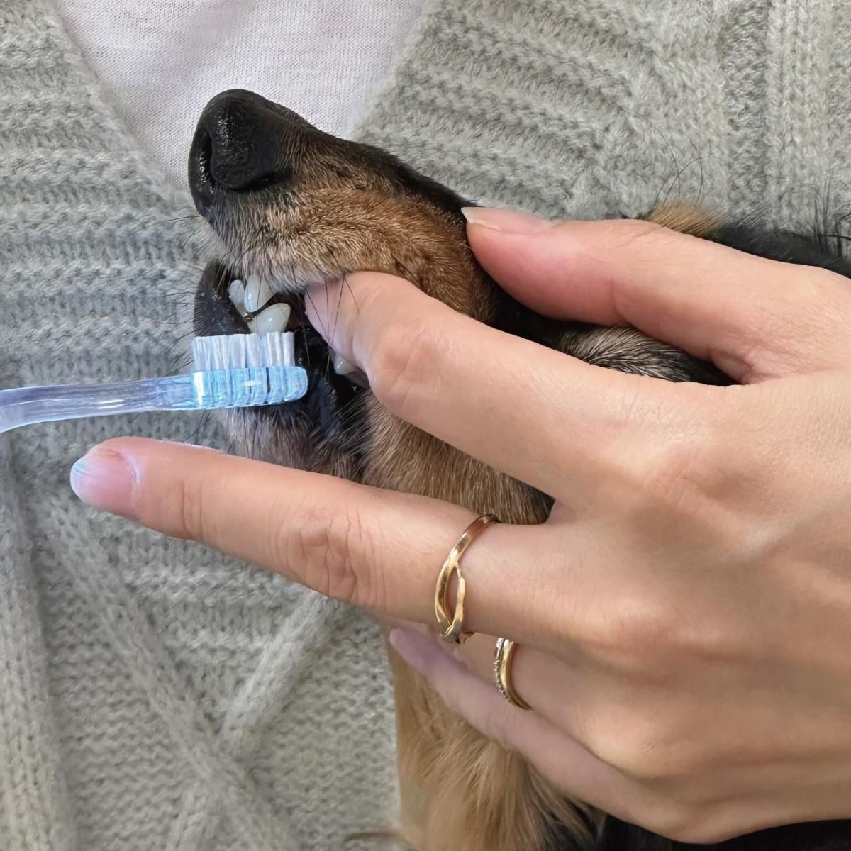 ͥ