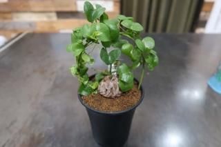 塊根植物(コーデックス)|Bot(柏木植物園)静岡県長泉町 塊根植物(コーデックス)|Bot(柏木植物園)静岡県長泉町