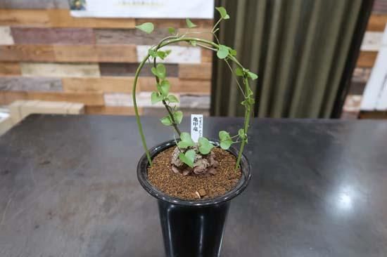 亀甲竜 4寸 (Dioscorea elephantipes) - Bot. 亀甲竜 4寸 (Dioscorea elephantipes) - Bot.