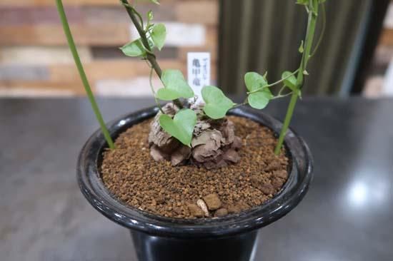 亀甲竜 4寸 (Dioscorea elephantipes) - Bot.