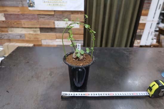 亀甲竜 ④ ⑨ 2株 亀甲竜 ④ ⑨ 2株 亀甲竜 No.2 | mana's green:塊根植物販売