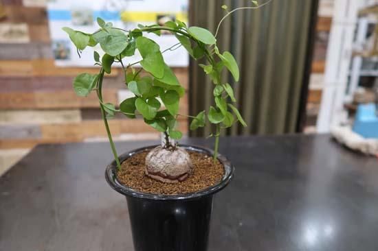 亀甲竜① 4寸 (Dioscorea elephantipes) - Bot. 亀甲竜① 4寸 (Dioscorea elephantipes) - Bot.