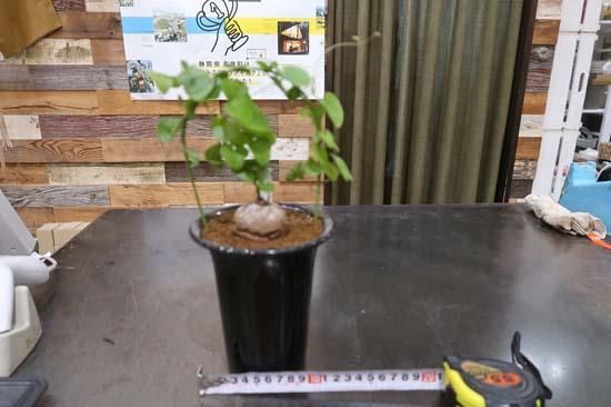 亀甲竜① 4寸 (Dioscorea elephantipes) - Bot.