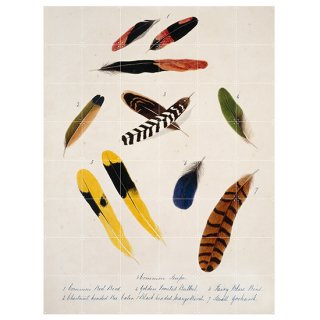 Collection of Bird Feathers/ IXXI ԥ㡼
