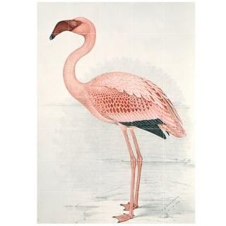 Flamingo / IXXI ԥ㡼