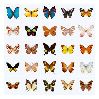 Butterflies / IXXI ウォールピクチャー