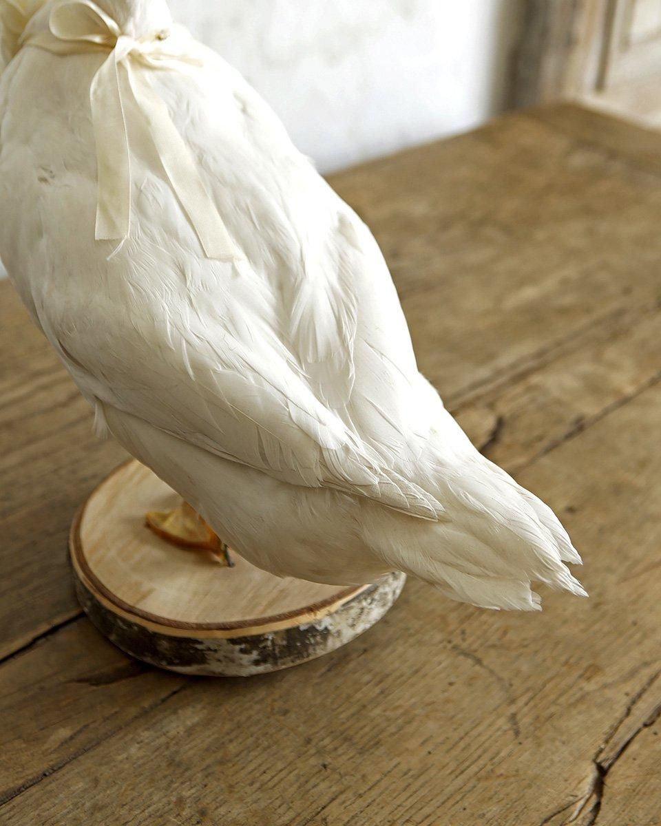 アヒルのヒヨコの剥製 小鳥 ひよこ フランスアンティーク ヴィンテージ 骨董 アヒルのヒヨコの剥製 小鳥 ひよこ フランスアンティーク