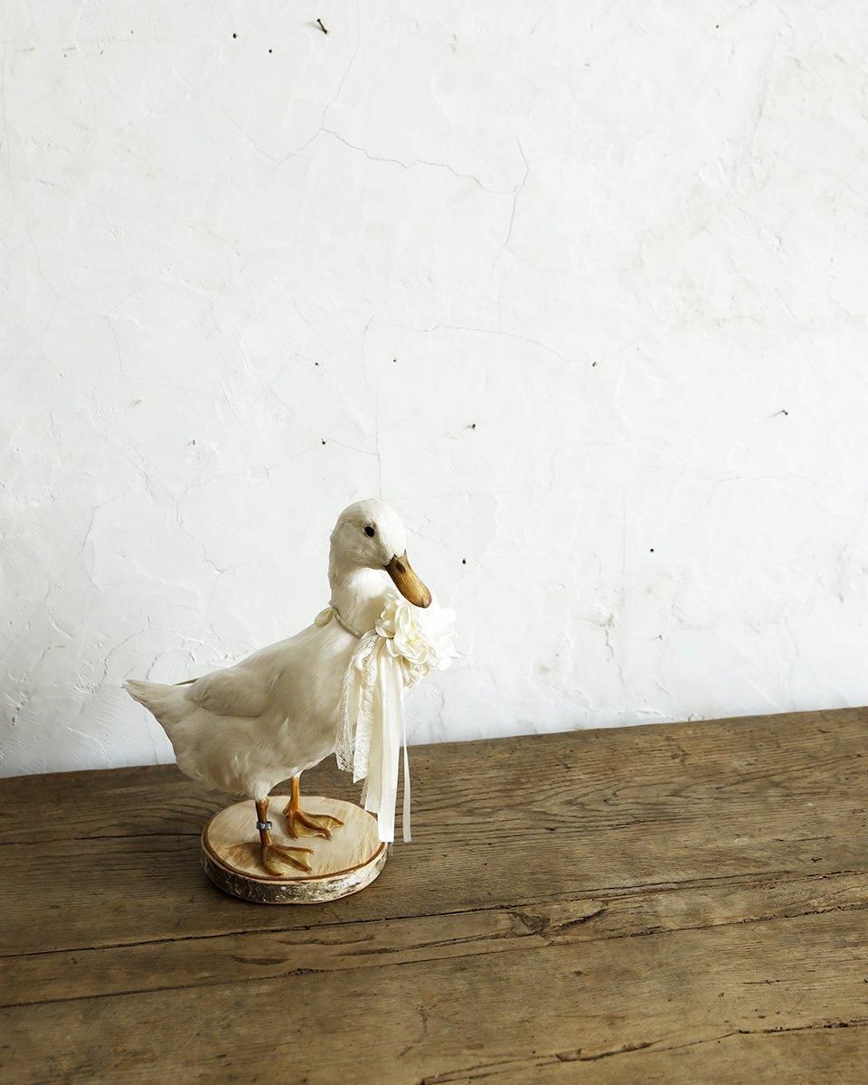 フランスアンティーク アヒルの剥製 | Antiques Knock